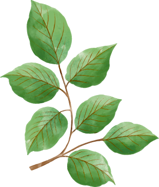 Decoratief groen blad illustratie