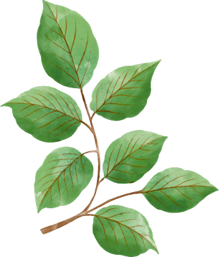 Decoratief groen blad illustratie