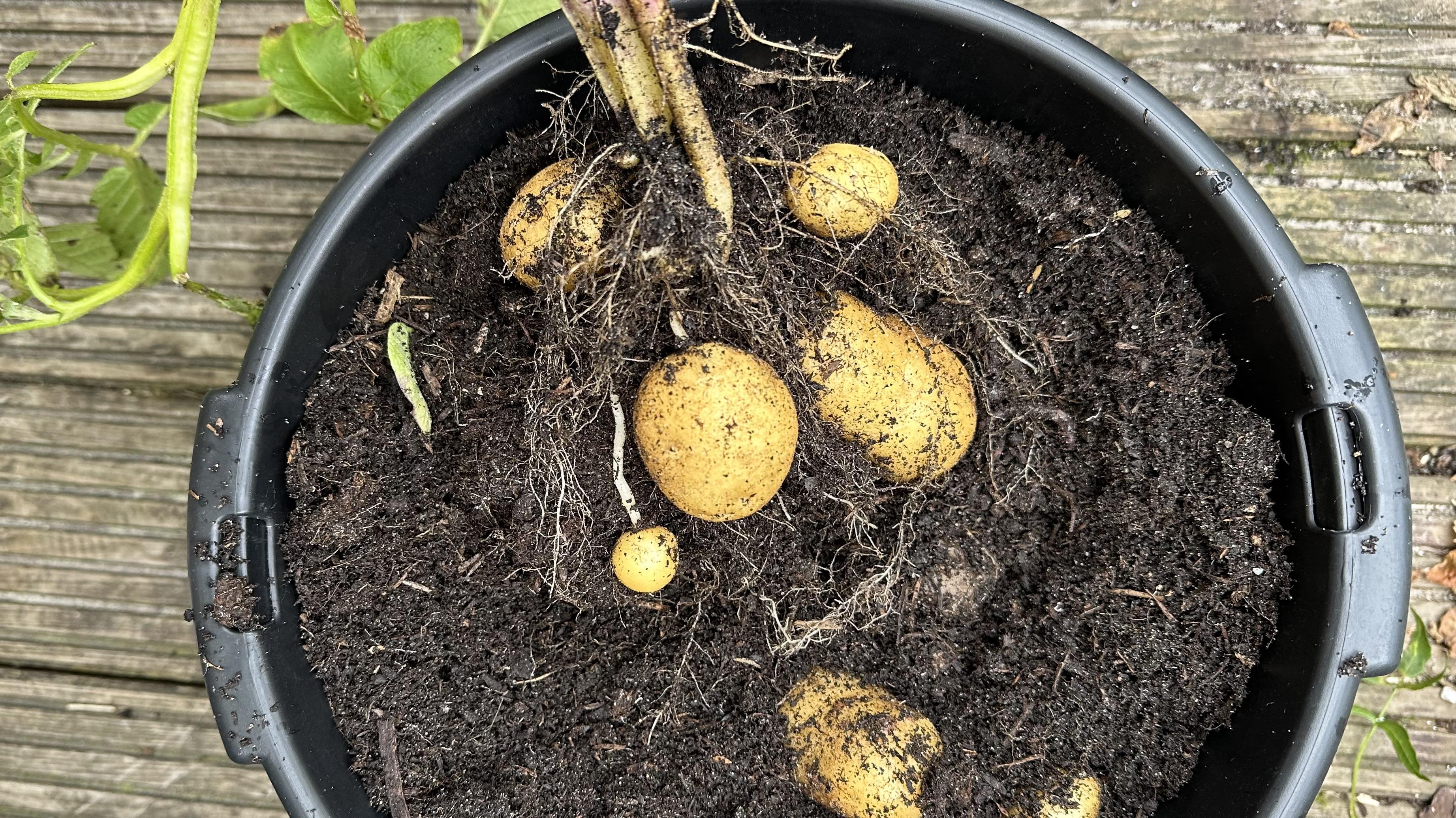 aardappel-oogsten aardappel-oogsten