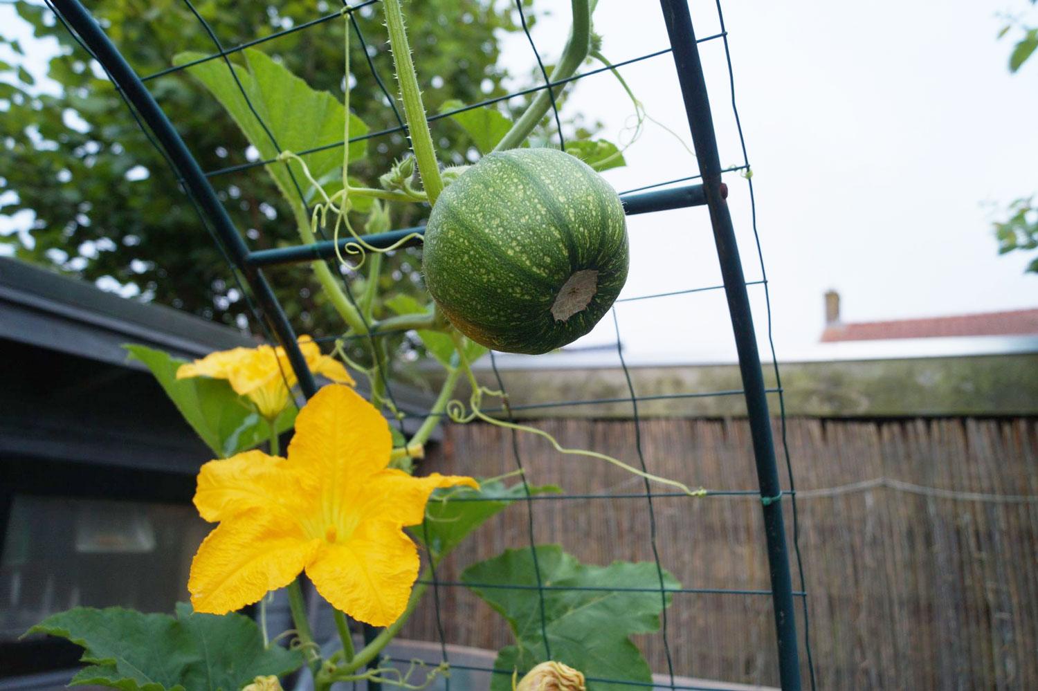 courgette-hangend courgette-hangend