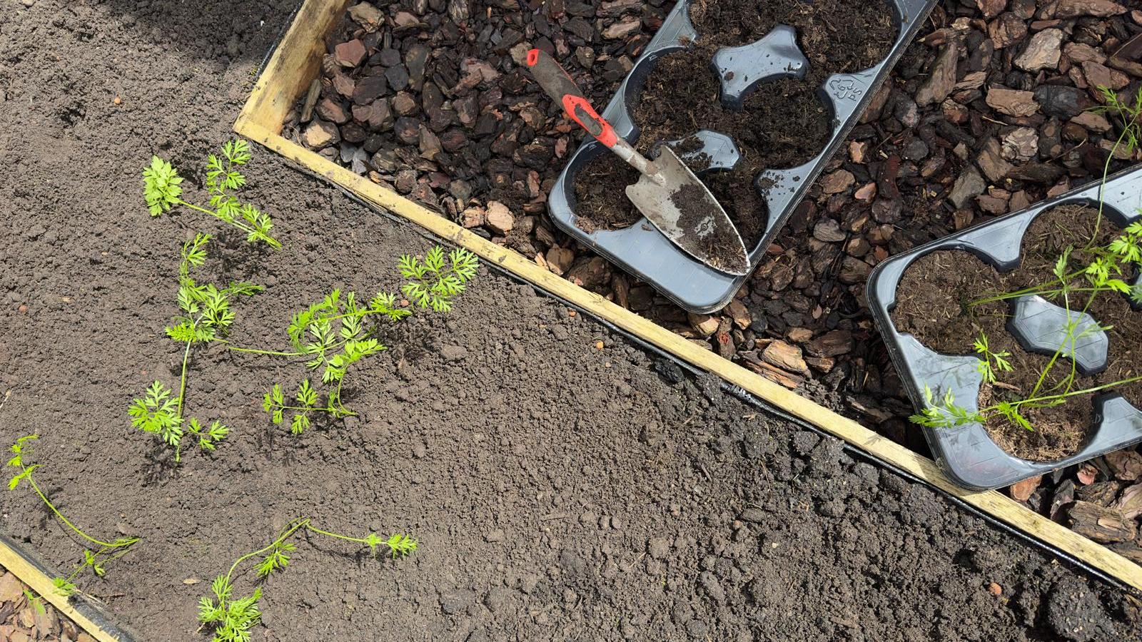 wortel-in-moestuin wortel-in-moestuin