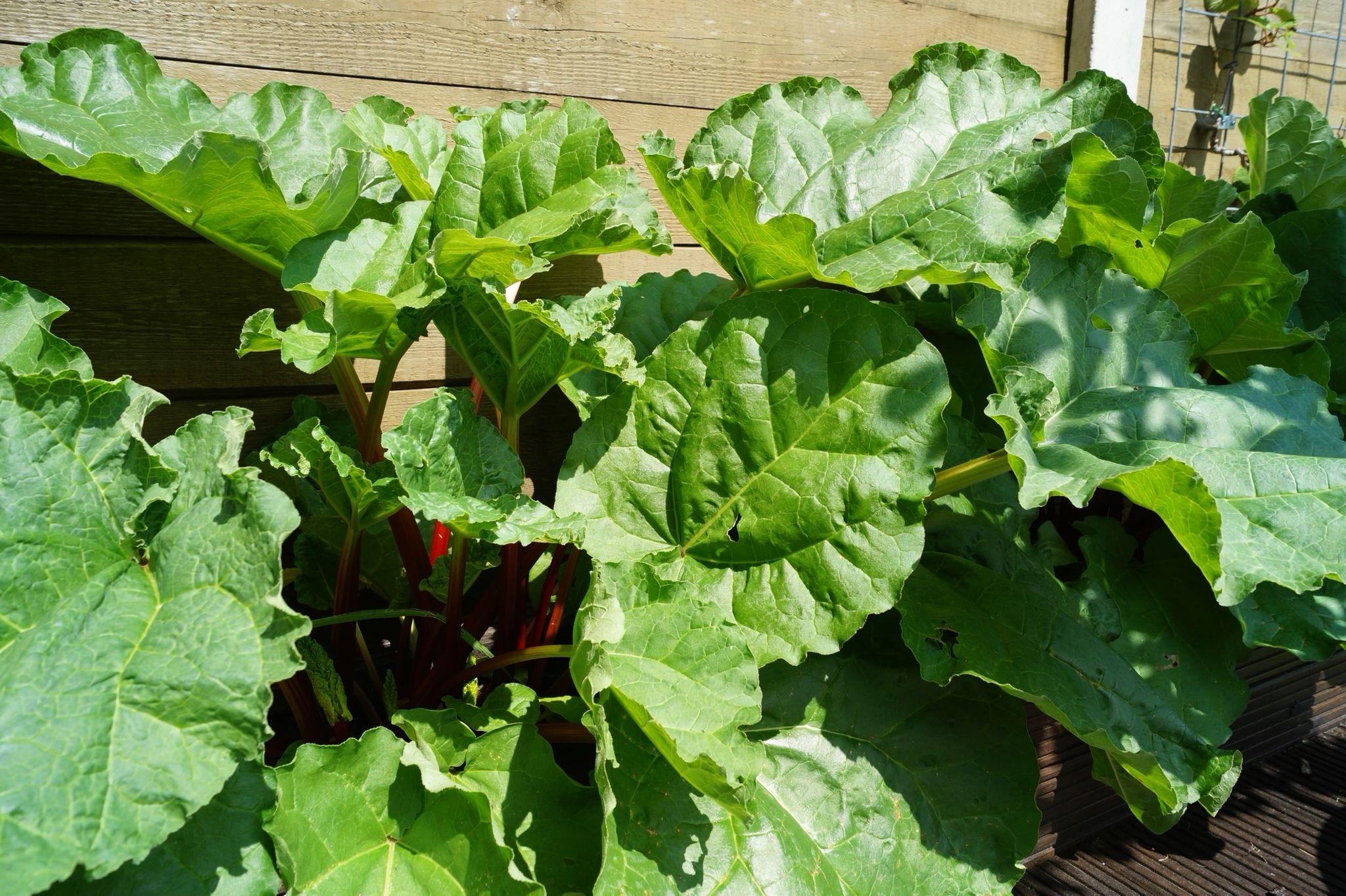 rabarber-groei rabarber-groei