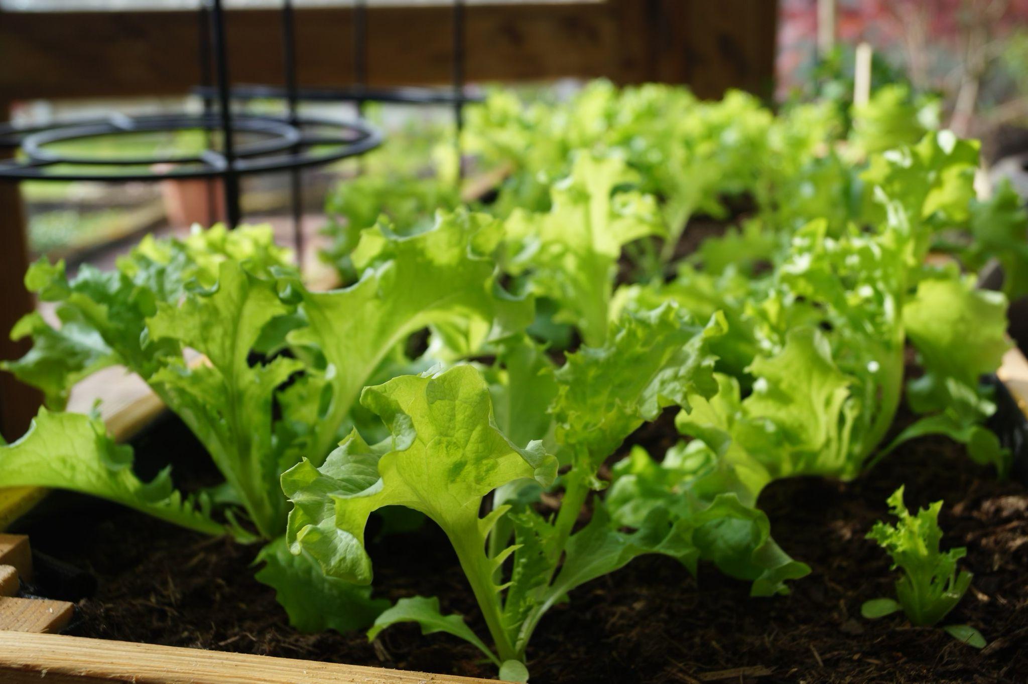 snijsla-tafel snijsla-tafel