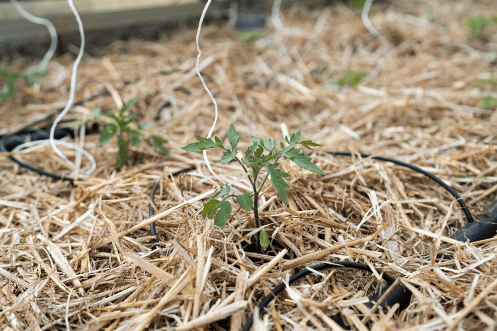 mulchen-stro mulchen-stro