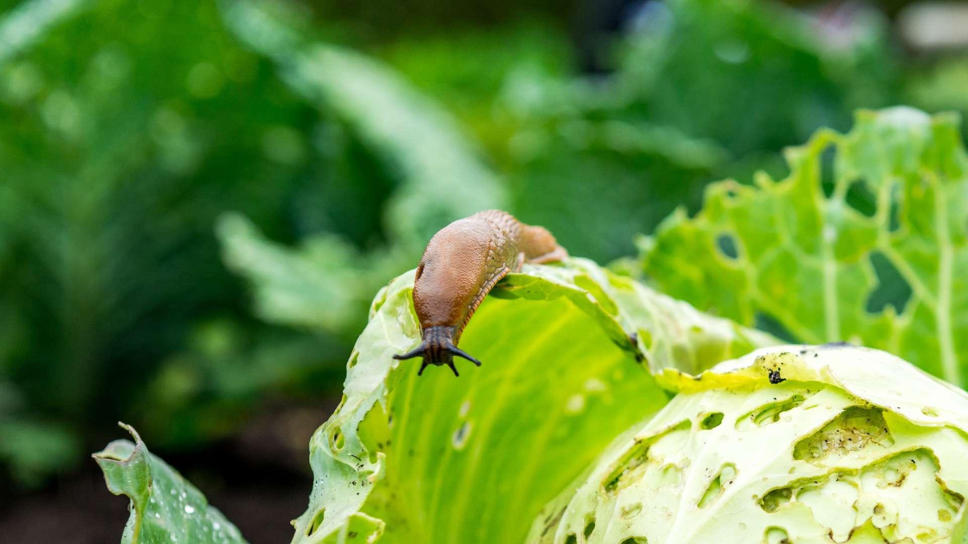 tips-tegen-slakken tips-tegen-slakken