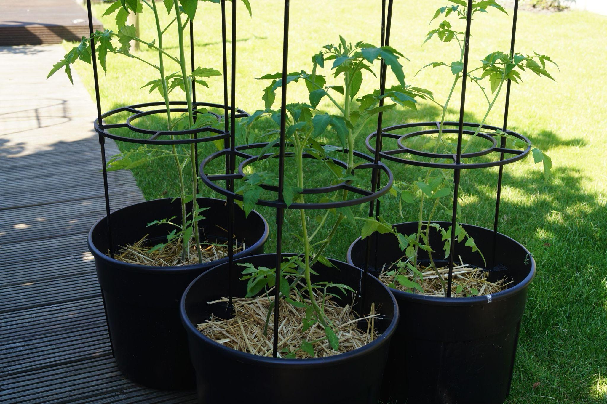 tomaten-oogsten tomaten-oogsten