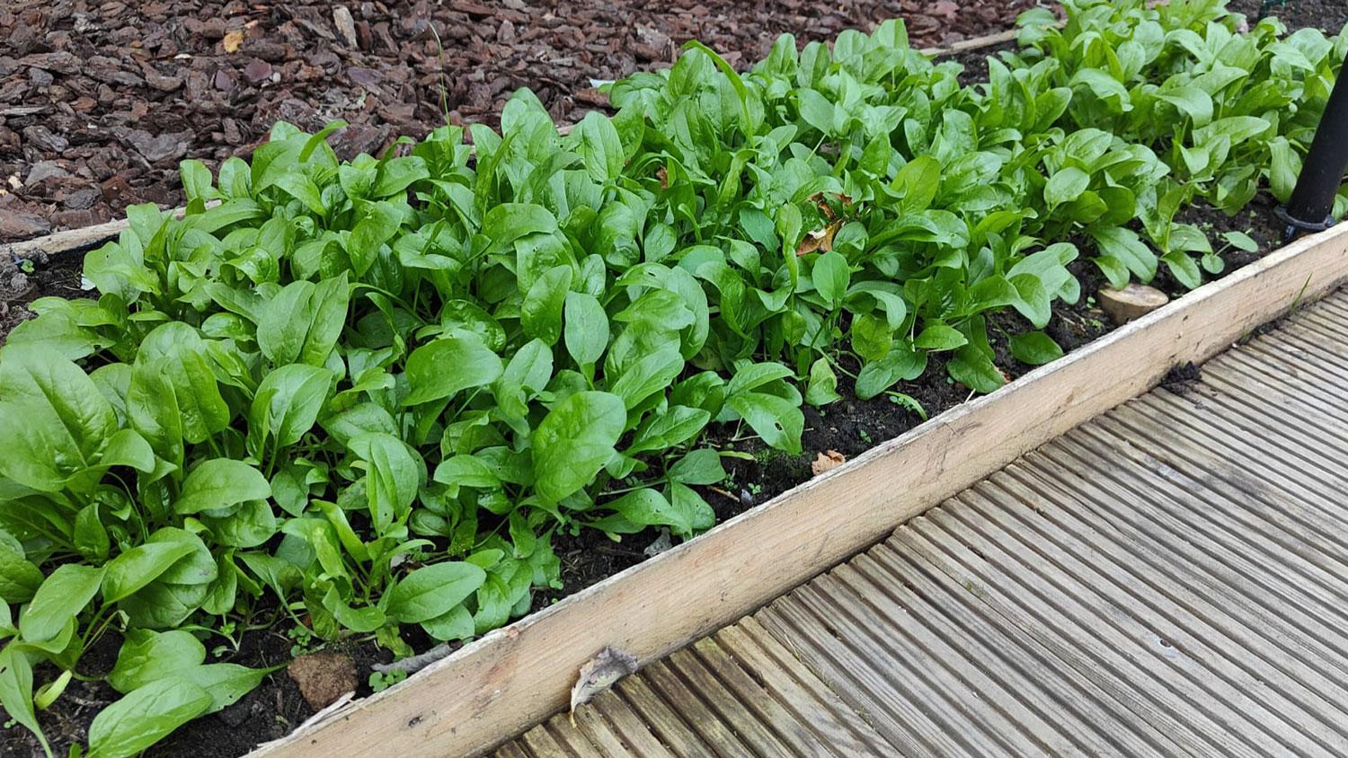 moestuin-spinazie moestuin-spinazie