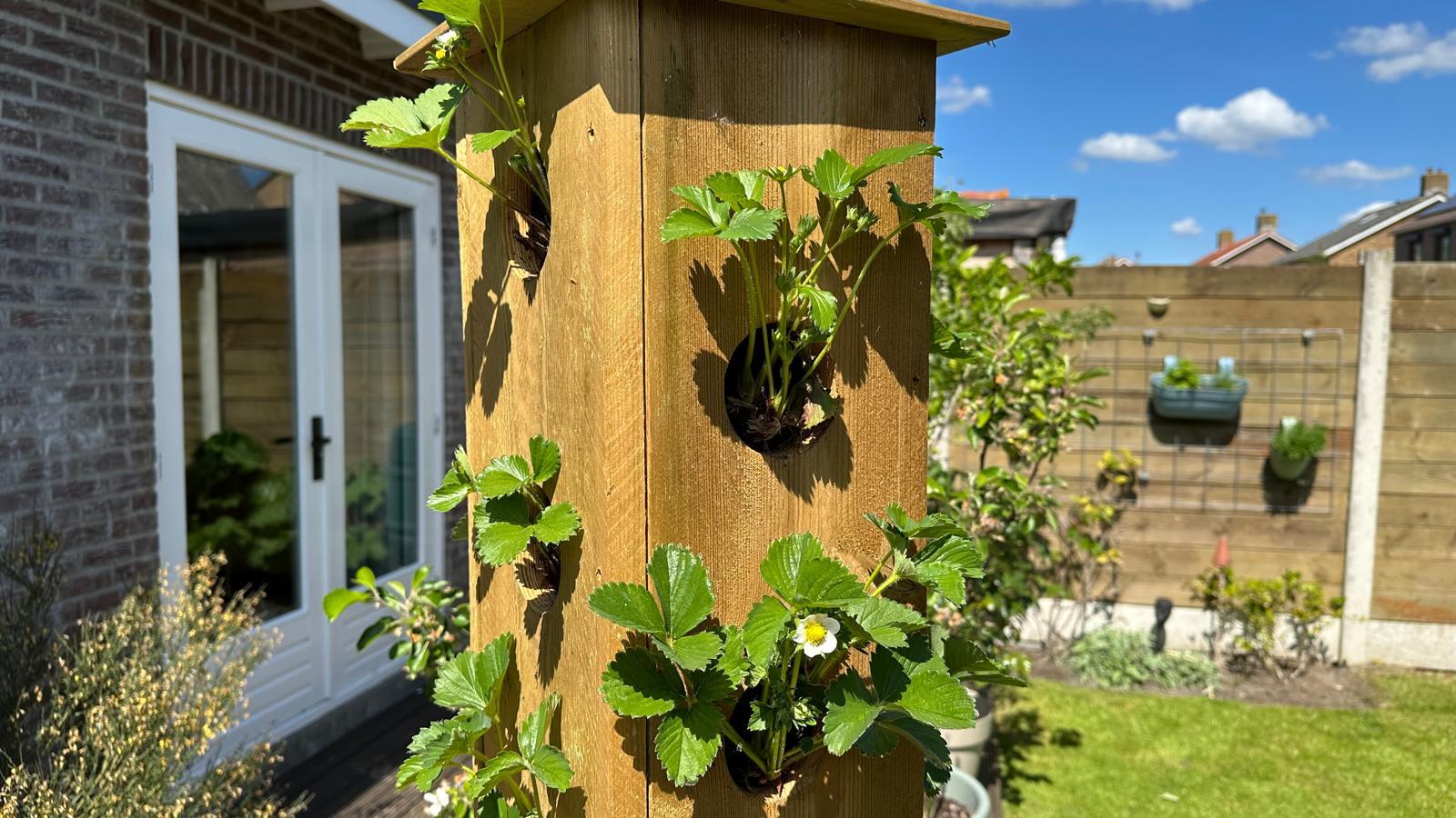 toren-aardbei toren-aardbei