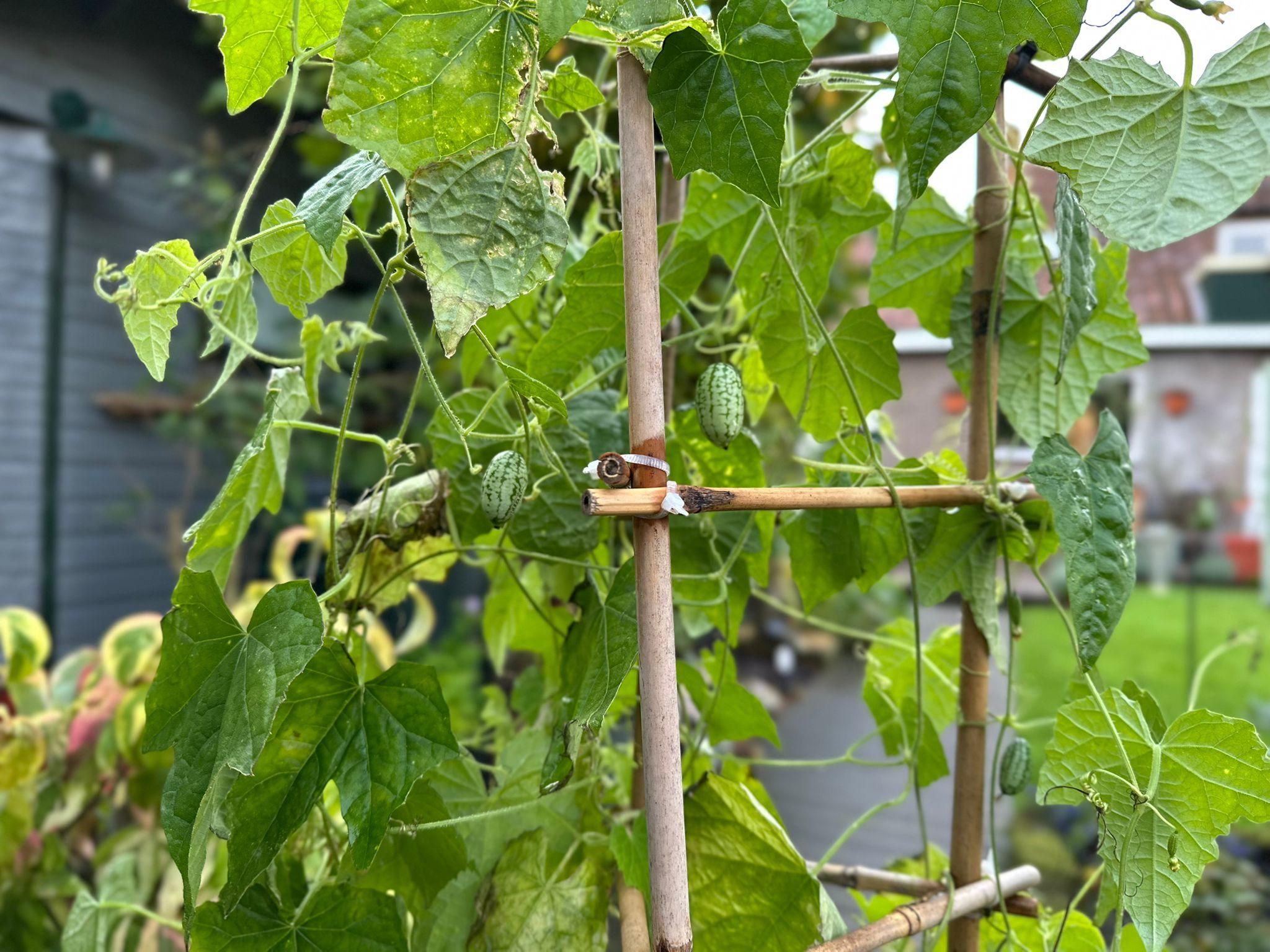 muismeloen muismeloen