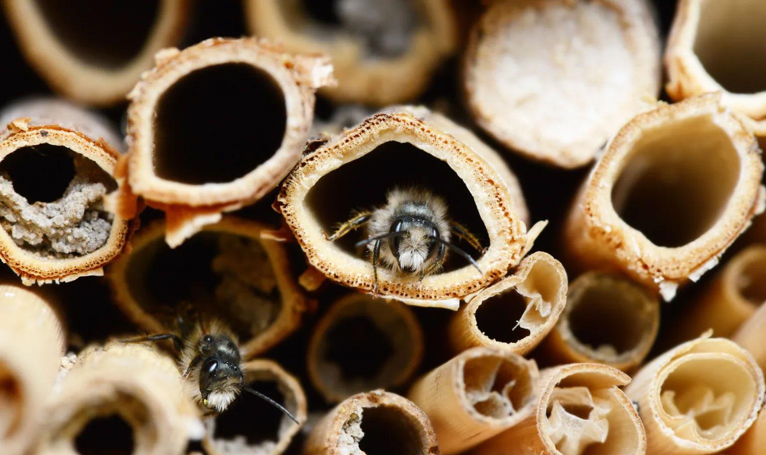 insectenhotel insectenhotel